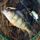 Fungerer i ferskvann thumbnail