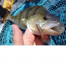 Abborfavoritt thumbnail