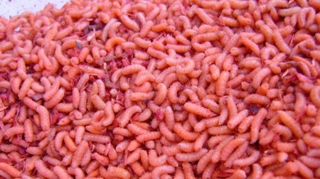 Pinkies - Små Maggot - Orange, ca. 500 stk