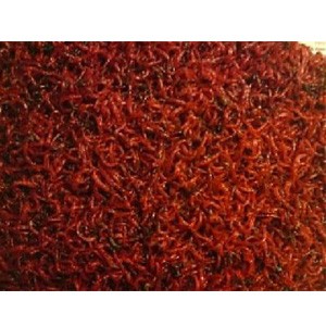 Fjærmygglarver (levende)