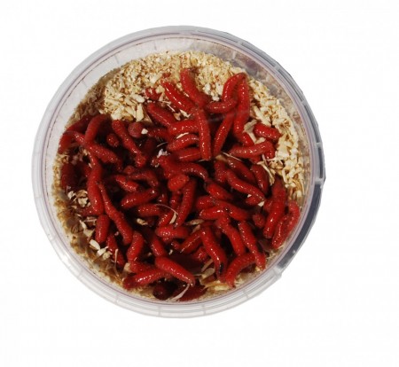 Maggot Rød 250 stk.