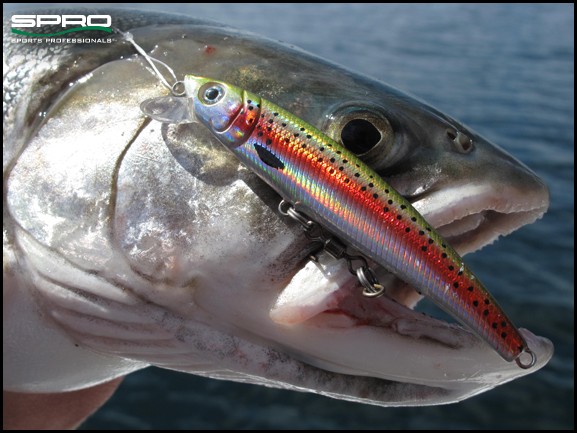 Frister de fleste rovfiskene