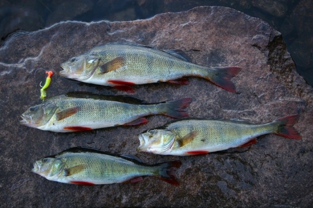 Effektiv etter abbor