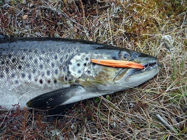 Mustad Wish og ørret.