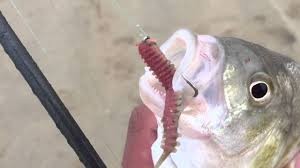 Frister de fleste rovfisker