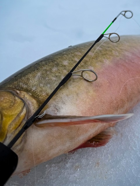 God glassfiberklinge takler større fisk.