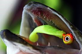 Effektiv etter gjedde