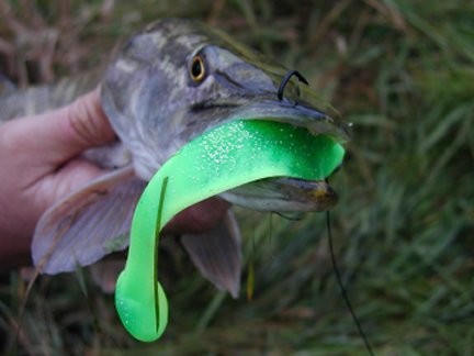 Kjempefin sammen med shad.