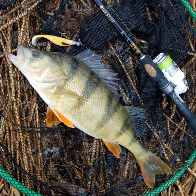 Fungerer i ferskvann