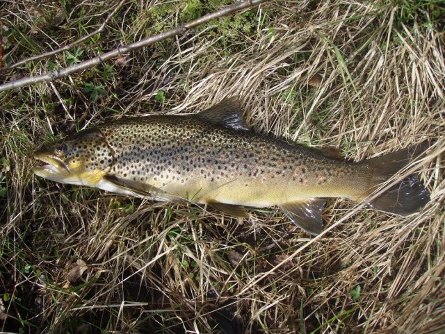 Ørret tatt på aktivt markfiske med >UL-utstyr.