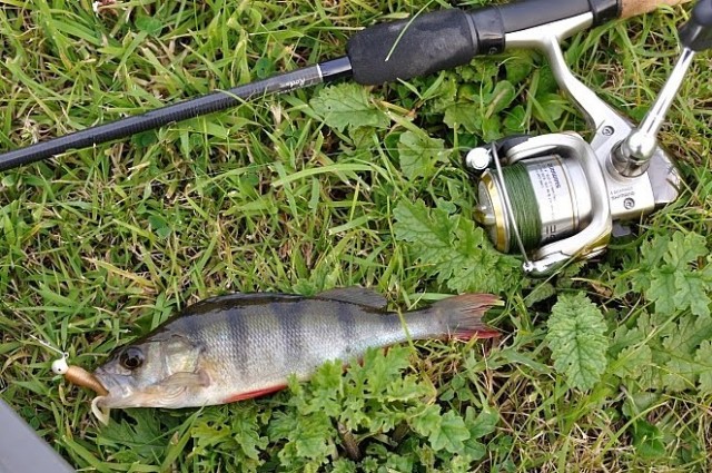 Favoritt etter abbor