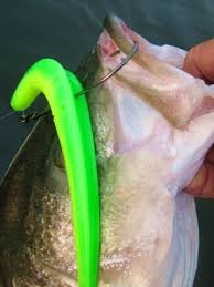 Amerikansk Bass på SLUG-GO