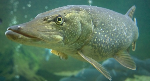 God "multipurpose" til gjedde og annen rovfisk.