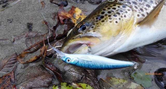 Lokker fisk til hugg med lokkende gange.