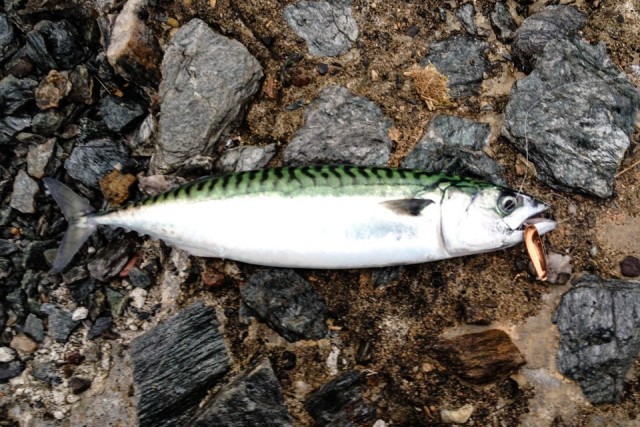 Fungerer både i ferskvann og saltvann